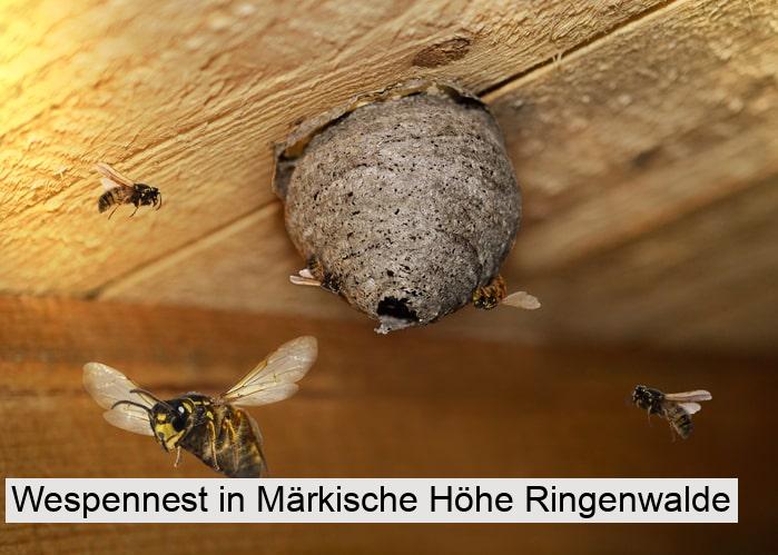 Wespennest in Märkische Höhe Ringenwalde